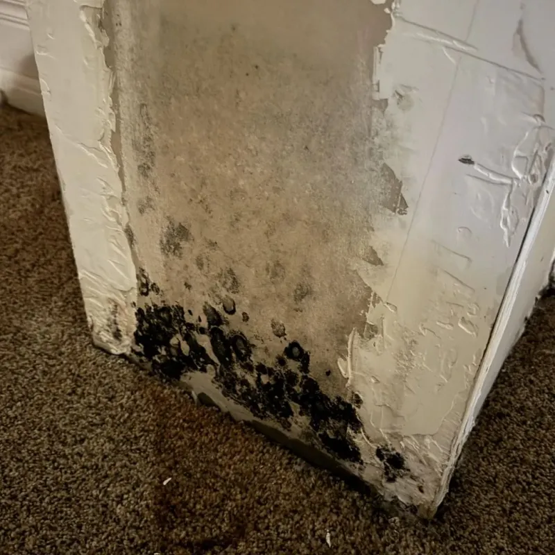 Professional Mold Removal in Shelby County, IN